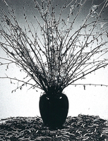 Thumb 1999 v01 i022 a023 i001