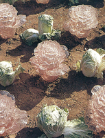 Thumb 2001 v01 i031 a010 i001