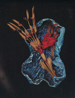 Thumb 1995 v02 i02 a011 i001