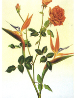 Thumb 2005 v01 i046 a045 i001