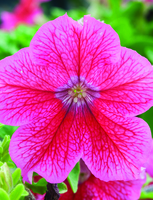 Thumb 2010 v1 i68 a018 i001