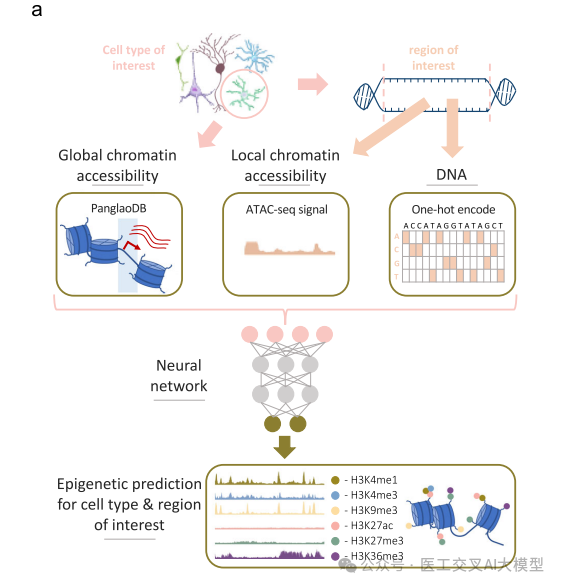 AI大模型赋能表观基因组学,实现细胞类型特异性的表观遗传标记预测