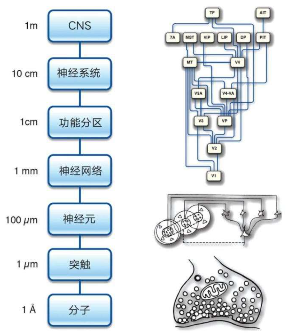 从大脑解码 AI，对话神经网络先驱谢诺夫斯基